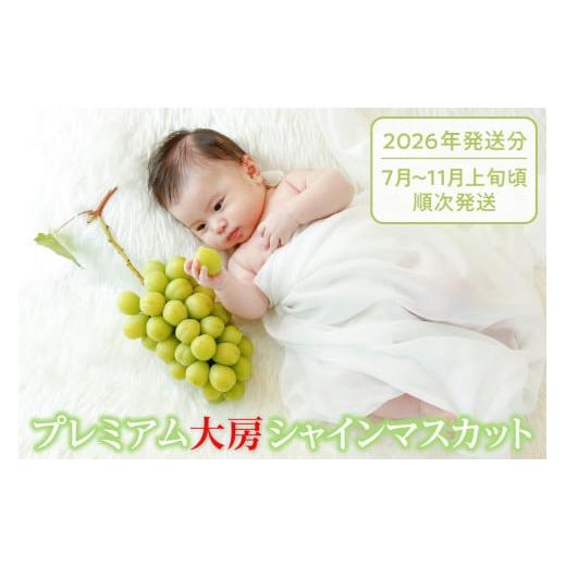 ふるさと納税 ぶどう マスカット 山梨県 甲州市 クール配送「マルエス農園」プレミアム大房シャインマスカット1房 800g以上 2026年発送 (MS)C-119 2026年発…