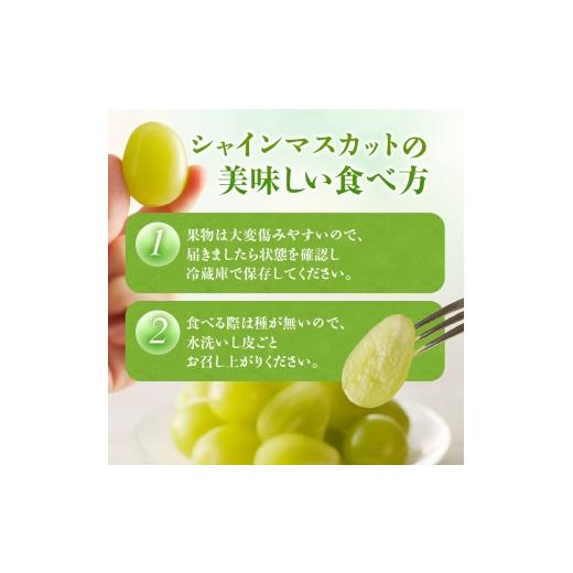 ふるさと納税 ぶどう マスカット 岡山県 瀬戸内市  2026年先行受付 シャインマスカット 晴王 秀品 大房 約2kg(2〜5房) 岡山県産 ぶどう 葡萄 ブドウ ギフト 御…の画像