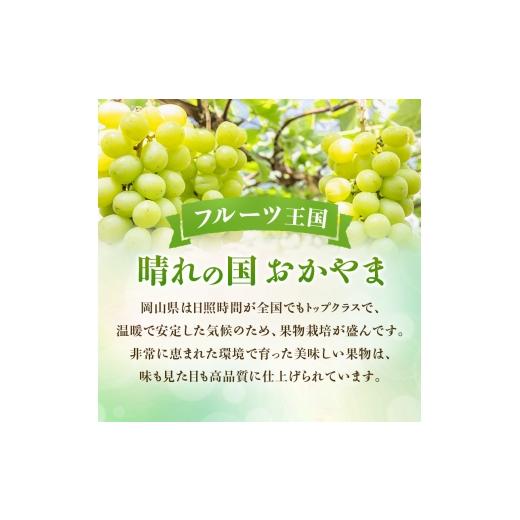 ふるさと納税 ぶどう マスカット 岡山県 瀬戸内市  2026年先行受付 シャインマスカット 晴王 秀品 大房 約2kg(2〜5房) 岡山県産 ぶどう 葡萄 ブドウ ギフト 御…の画像