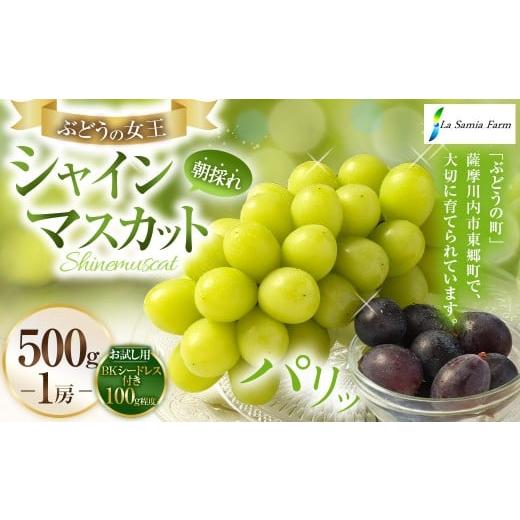 ふるさと納税 ぶどう マスカット 鹿児島県 薩摩川内市 先行予約 朝採れ シャインマスカット (種なし) 500g(1房) お試し用 朝採れ BKシードレス付き(100g…