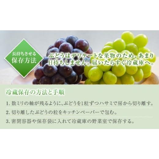 ふるさと納税 ぶどう マスカット 山梨県 甲州市 新鮮産直 甲州市・シャインマスカット3回定期便 2026年発送 （KSF）D5-125 2026年発送の画像