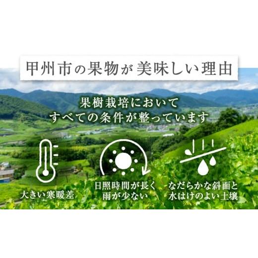 ふるさと納税 ぶどう マスカット 山梨県 甲州市 新鮮産直 甲州市・シャインマスカット3回定期便 2026年発送 （KSF）D5-125 2026年発送の画像