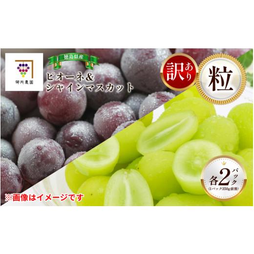 ふるさと納税 ぶどう マスカット 徳島県 阿波市 訳あり シャインマスカット ピオーネ 各2パック 粒でお届け 出荷時期:2026年8月下旬〜2026年9月下旬頃 フルー…