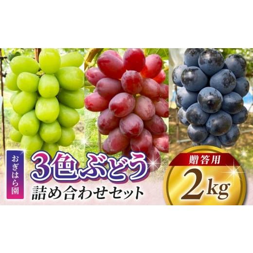 ふるさと納税 ぶどう マスカット 長野県 東御市 2026年先行受付 農家直送 贈答用3色ぶどうの詰め合わせセット 2kg(4〜7房)|おぎはら園(シャインマスカッ…