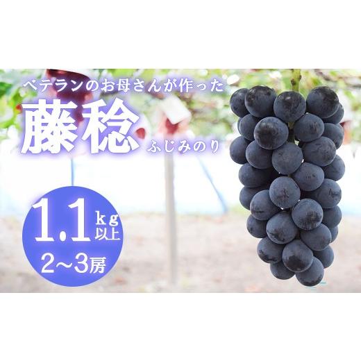 ふるさと納税 果物類 ぶどう 山梨県 富士川町 2026年発送分 先行予約 フルーツ王国山梨 藤稔(ふじみのり) 1.1kg以上(2〜3房) 葡萄 ブドウ ぶどう…