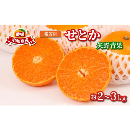 ふるさと納税 果物類 みかん 愛媛県 宇和島市 せとか 2 ~ 3kg 贈答用 矢野青果 先行予約 柑橘の 大トロ 高級 希少 限定 品種 ブランド 高級柑橘 甘い 果物 く…