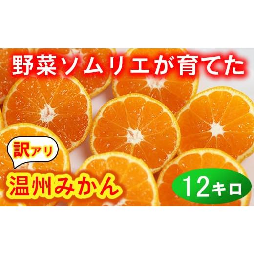 ふるさと納税 果物類 みかん 大分県 杵築市 訳あり・規格外品 野菜ソムリエ石児さんの「温州みかん 12kg(6kg×2箱)」ミカン みかん 蜜柑 柑橘 12kg 柑橘類 …