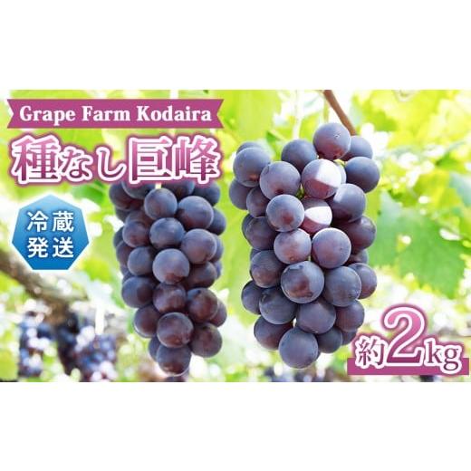 ふるさと納税 ぶどう 巨峰 長野県 東御市 先行受付2026年発送 Grape Farm Kodaira 種なし巨峰 約2kg(4〜6房) 2026年9月上旬以降発送予定