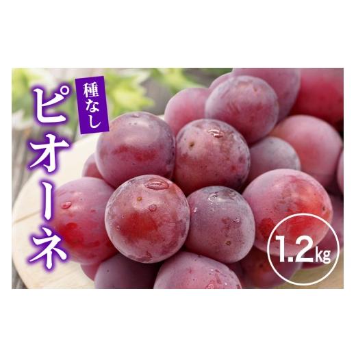 ふるさと納税 果物類 ぶどう 茨城県 石岡市  2026年先行予約 ピオーネ1.2kg ぶどう ブドウ 葡萄 果物 くだもの フルーツ A01-017_1