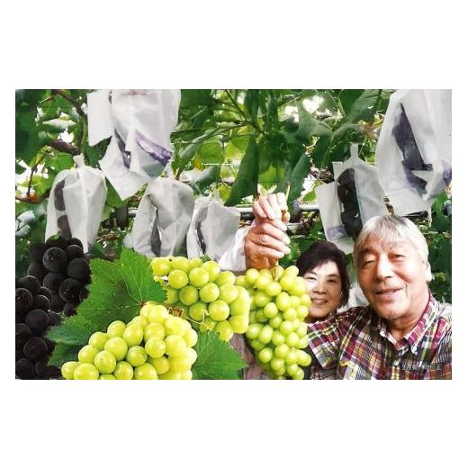 ふるさと納税 果物類 ぶどう 茨城県 石岡市  2026年先行予約 ピオーネ1.2kg ぶどう ブドウ 葡萄 果物 くだもの フルーツ A01-017_2