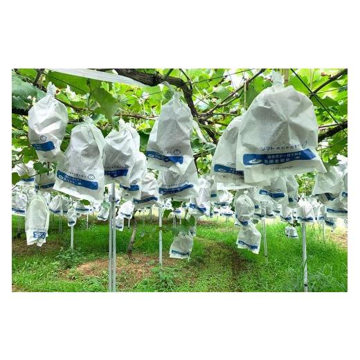 ふるさと納税 果物類 ぶどう 茨城県 石岡市  2026年先行予約 ピオーネ1.2kg ぶどう ブドウ 葡萄 果物 くだもの フルーツ A01-017_3