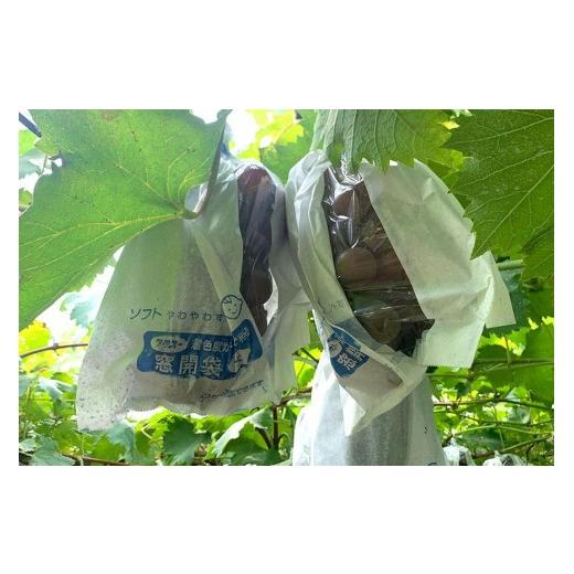 ふるさと納税 果物類 ぶどう 茨城県 石岡市  2026年先行予約 ピオーネ1.2kg ぶどう ブドウ 葡萄 果物 くだもの フルーツ A01-017_4