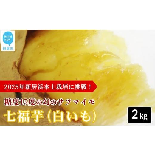 ふるさと納税 野菜類 サツマイモ 愛媛県 新居浜市 先行予約 数量限定 新居大島の遺伝子を受け継ぐ幻のさつまいも 「七福芋(白いも)」 新居大島原産・本土栽…