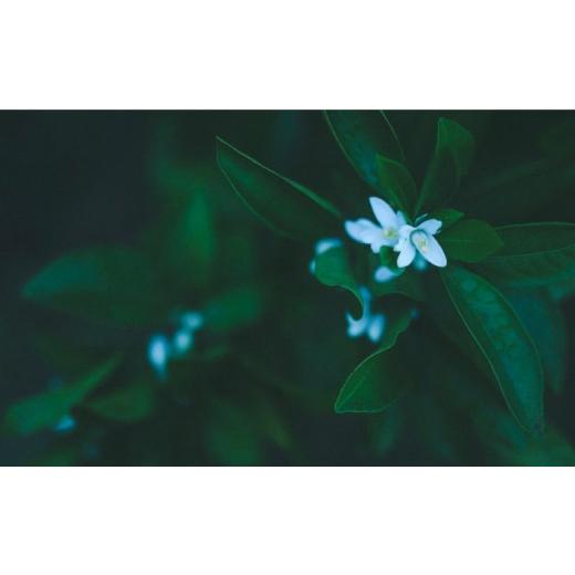 ふるさと納税 加工品等 はちみつ 愛媛県 内子町 はちみつ 瀬戸内の恵み 百花蜜＆蜜柑蜜詰め合わせセット（各300g）／蜂蜜 ハチミツはちみつ ハニー Honey hone…の画像