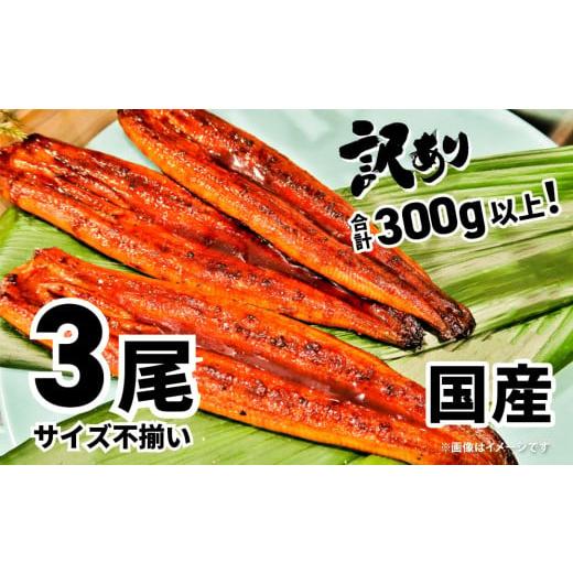 ふるさと納税 うなぎ 茨城県 境町 K1804[2025年11月発送] 訳あり さかい河岸水産の国産うなぎ3尾 300g以上 サイズ不揃い 2025年11月発送