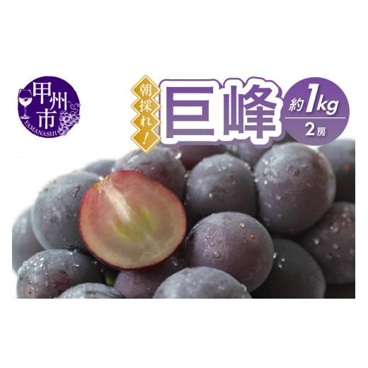 ふるさと納税 ぶどう 巨峰 山梨県 甲州市 甲州市産 朝採れ 巨峰 約1kg(2房) 2026年発送 (RC)B-439 2026年発送