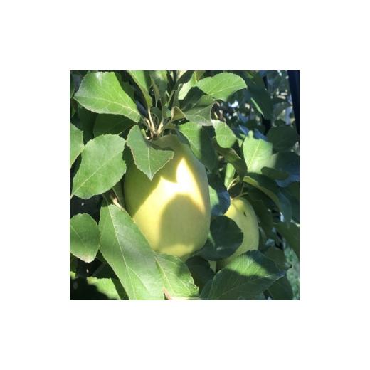 ふるさと納税 りんご 青森県 黒石市 青森県産 黄王(きおう) 家庭用 約3kg 和梨の様なシャキシャキ食感の、軽やかな甘さの夏りんご 1648704