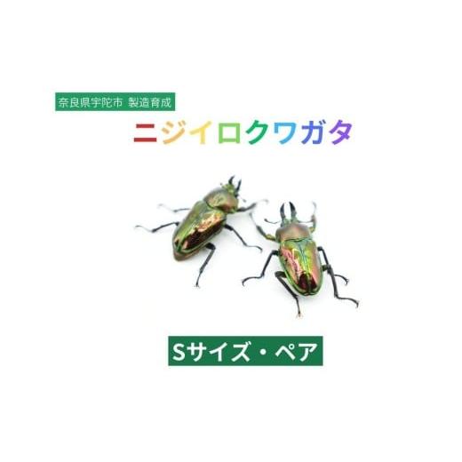 ふるさと納税 生き物 奈良県 宇陀市 ニジイロクワガタ Sサイズ ペア / ふるさと納税 ニジイロクワガタ ペア メス オス 成虫 夏休み 国内生育 奈良県 宇陀市 …