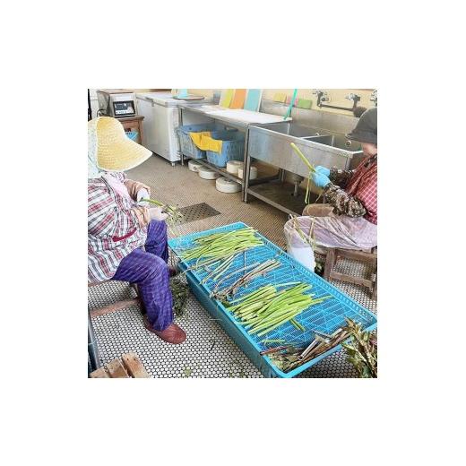 ふるさと納税 野菜類 山菜 高知県 土佐清水市 イタドリの塩漬け 250g×4パック 1kg 1キロ 山菜 いたどり 下処理済み 野菜 春の食材 虎杖 スカンポ イタズリ 炒…の画像