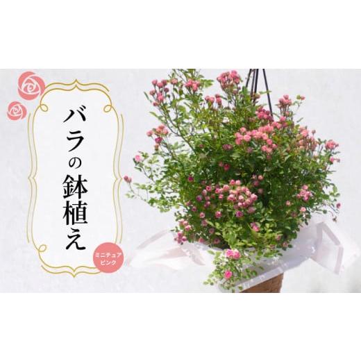 ふるさと納税 雑貨・日用品 山口県 下関市 バラ 鉢植え ミニチュアピンク ( ギフト プレゼント 贈答 花 フラワー プロポーズ 記念日 お祝い 自然 贈り物 ロー…