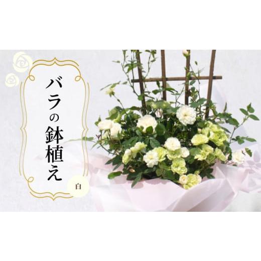 ふるさと納税 雑貨・日用品 山口県 下関市 バラ 鉢植え 白 ( ギフト プレゼント 贈答 花 フラワー プロポーズ 記念日 お祝い 自然 贈り物 ローズ 植物 バラ鉢…