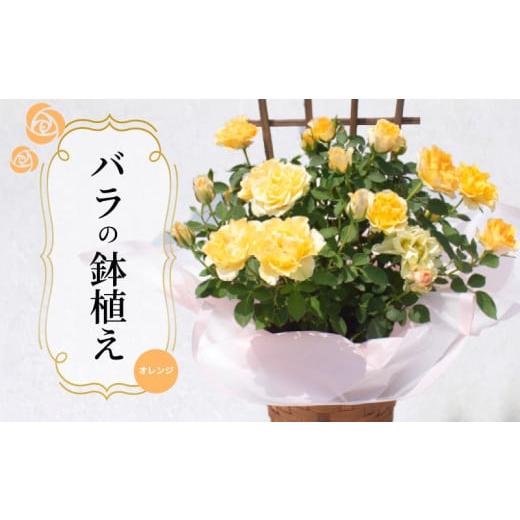 ふるさと納税 雑貨・日用品 山口県 下関市 バラ 鉢植え オレンジ ( ギフト プレゼント 贈答 花 フラワー プロポーズ 記念日 お祝い 自然 贈り物 ローズ 植物 …