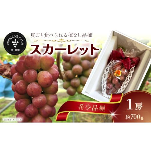 ふるさと納税 果物類 ぶどう 愛媛県 西条市 種なし赤ぶどう スカーレット(1房・約700g) 愛媛県西条市 8月下旬〜10月発送 先行予約 | ぶどう 新品種 スカー…