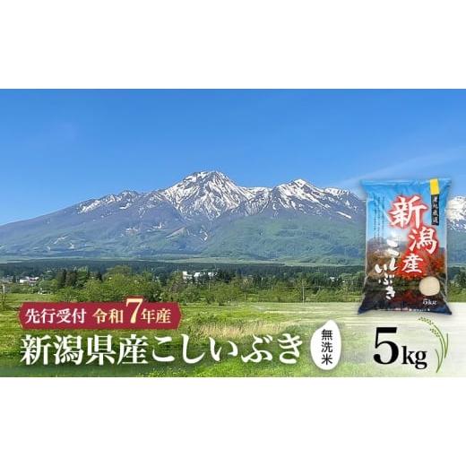 ふるさと納税 米 新潟県 上越市 令和7年産 | 無洗米 こしいぶき 10月中旬より順次発送 無洗米 新潟県産こしいぶき 5kg 上越市 米 こめ コメ お取り寄せ