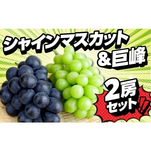 ふるさと納税 ぶどう マスカット 愛知県 豊橋市 [7月発送]シャインマスカット 巨峰 贅沢食べ比べセット 2026年 7月発送