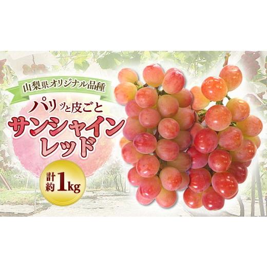 ふるさと納税 ぶどう 山梨県 山梨市 2026年発送 先行受付 山梨県