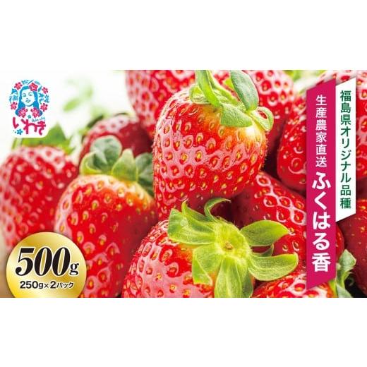 ふるさと納税 いちご 福島県 いわき市 [先行予約] 産地直送 いわき市産いちご ふくはる香 500g(250g×2パック) 500g(250g×2パック)