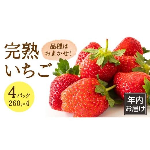 ふるさと納税 いちご 茨城県 筑西市 年内お届け 完熟 いちご 4パック 大粒 いちご 苺 イチゴ フルーツ 果物 AF114ci 4パック