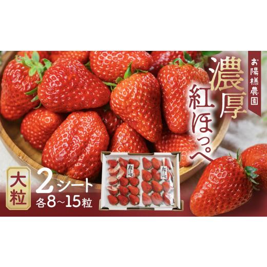 ふるさと納税 いちご 愛知県 田原市 先行予約 3月中お届け 紅ほっぺ 8〜15粒 2シート 3月中お届け