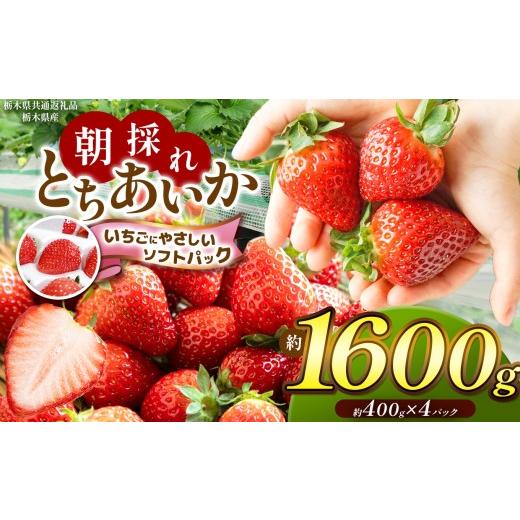ふるさと納税 いちご 栃木県 那珂川町 先行予約 栃木県共通返礼品 朝採れいちご とちあいか約400g×4P いちごに優しいソフトパックでお届け | いちご とちあ…