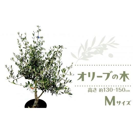 ふるさと納税 雑貨・日用品 苗木 香川県 高松市 オリーブの木 Mサイズ