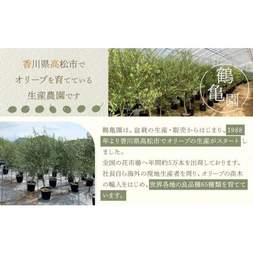 ふるさと納税 雑貨・日用品 苗木 香川県 高松市 オリーブの木 Mサイズ