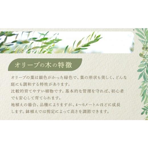 引き取り限定です。大きなオリーブの木お譲りします（高さ約4m） ふるさと納税 雑貨・日用品 苗木 香川県 高松市 オリーブの木 Mサイズ