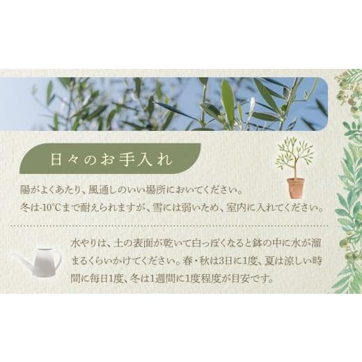 ふるさと納税 雑貨・日用品 苗木 香川県 高松市 オリーブの木 Mサイズ