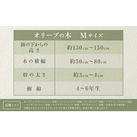 ふるさと納税 雑貨・日用品 苗木 香川県 高松市 オリーブの木 Mサイズ