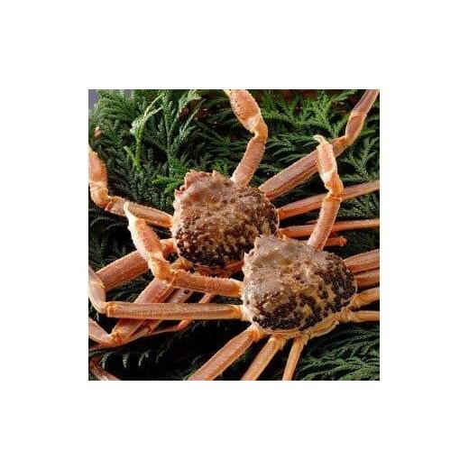 ふるさと納税 カニ 松葉ガニ 鳥取県 北栄町 764. 活 2025年11月発送 特撰 松葉がに ブランドタグ付き (700g超×2杯) 活 [タグ付き]厳選松葉がに 特大2杯(…