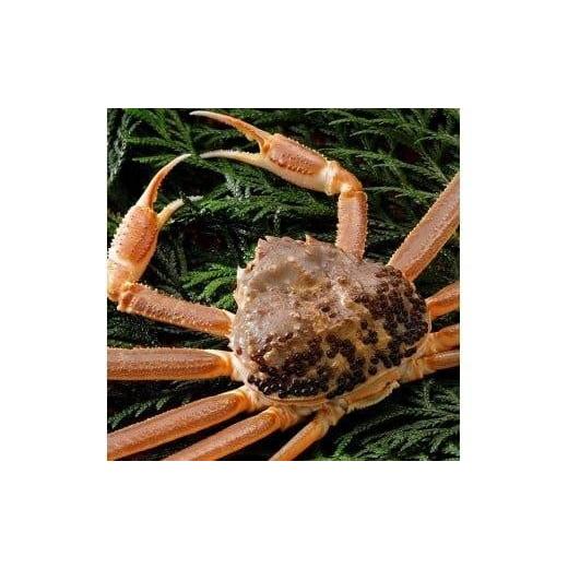 ふるさと納税 カニ 松葉ガニ 鳥取県 北栄町 774. 活 2025年11月発送 特撰 松葉がに ブランドタグ付き 400g超×1杯 活 [タグ付き]厳選松葉がに 400g超×1杯