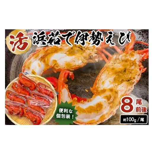 ふるさと納税 エビ 伊勢エビ 千葉県 南房総市 先行受付:12月発送 天然 ボイル冷凍伊勢海老 約100g×8本前後 mi0020-0002-12 魚介 海鮮 お祝い ギフト プ…