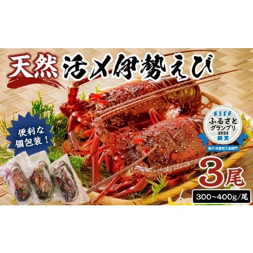 ふるさと納税 エビ 伊勢エビ 千葉県 南房総市 先行受付:12月発送 天然 甘み凝縮 活〆冷凍伊勢海老900g以上(300g×3尾) mi0020-0003-12 伊勢海老 伊勢…