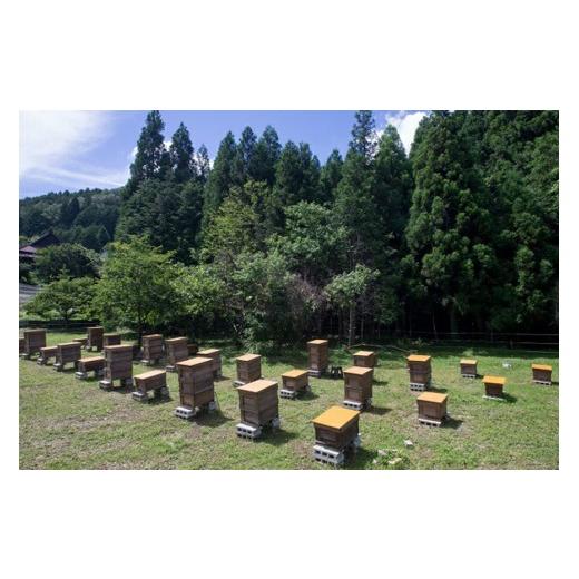 ふるさと納税 加工品等 はちみつ 岐阜県 八百津町 193. 国産天然 非加熱はちみつ 380g 2本セット 「春の百花」「6.18」 各380g 計2本「春の百花」「6.18」の画像
