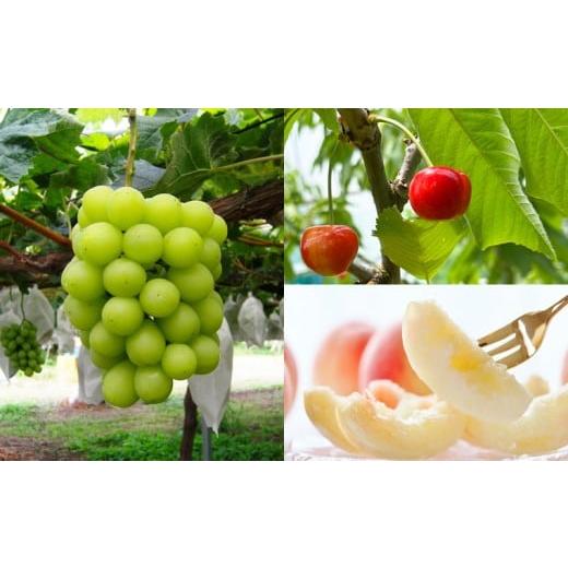 ふるさと納税 ぶどう マスカット 山形県 山形市 定期便3回 フルーツ