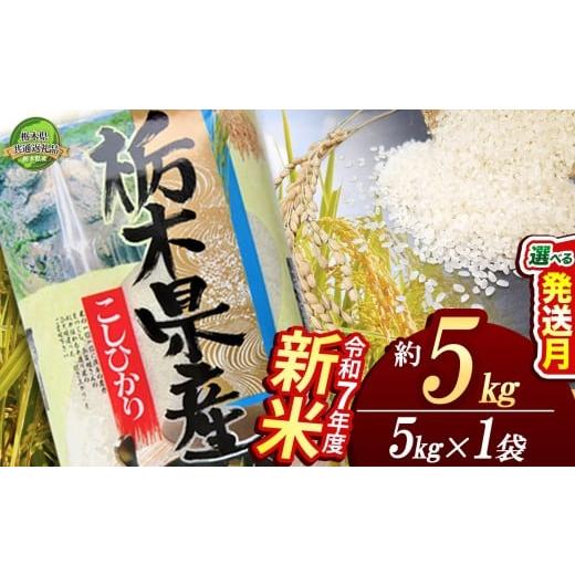 ふるさと納税 米 コシヒカリ 栃木県 下野市 12月発送 コシヒカリ 5kg 栃木県共通返礼品 | 米 こめ コメ kome 白米 精米 お米 こしひかり コシヒカリ 新米 栃…