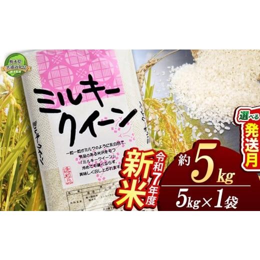 ふるさと納税 米 ミルキークイーン 栃木県 下野市 12月発送 ミルキークイーン 5kg 栃木県共通返礼品 | 米 こめ コメ kome 白米 精米 お米 みるきー みるきー…