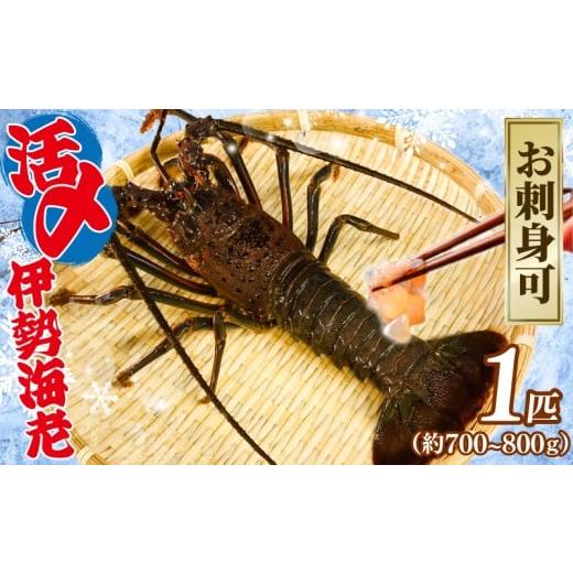 ふるさと納税 エビ 伊勢エビ 千葉県 銚子市 活〆 冷凍 伊勢海老 1匹(約700〜800g) お刺身可 生食 刺身 氷締め 産地直送 銚子港 水揚げ 国産 厳選 新鮮 絶品 …