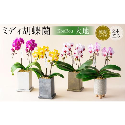 ふるさと納税 雑貨・日用品 花 熊本県 - ミディ 胡蝶蘭 KouBou 大地 2