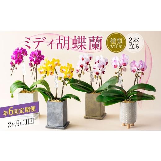 ふるさと納税 雑貨・日用品 花 熊本県 -  年6回定期便 ミディ胡蝶蘭 KouBou 4種 ミディ胡蝶蘭 華あかり 2種 2本立ち 花 お花 植物 蘭 洋蘭 ラン インテリア ア…の画像